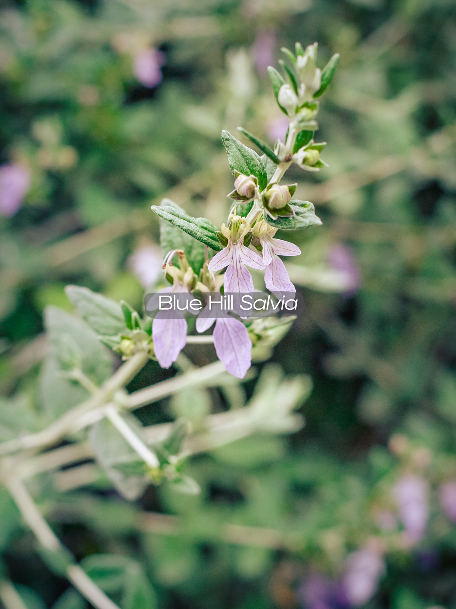 salvia+(2).png?format=1500w